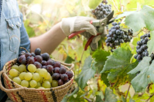 wine tasting experience